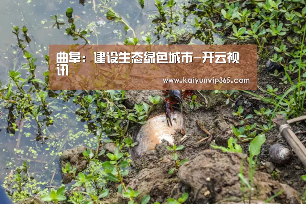 开云赛事